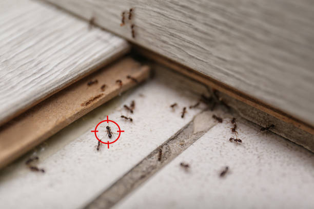 Best Wasp Removal Services  in Ohatchee, AL