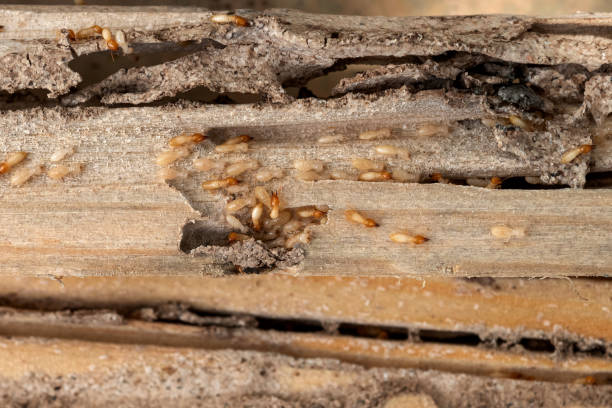 Best Pest Prevention Services  in Ohatchee, AL