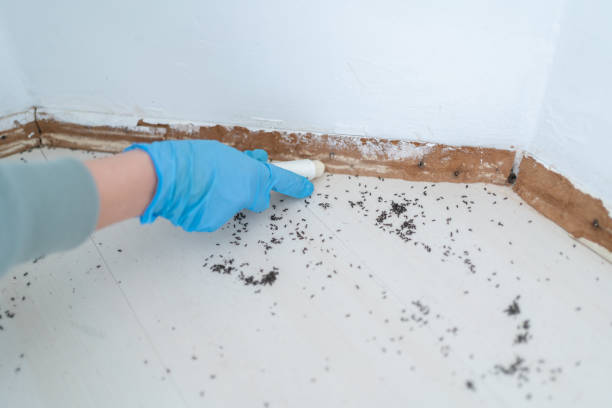 Best Flea Control Services  in Ohatchee, AL